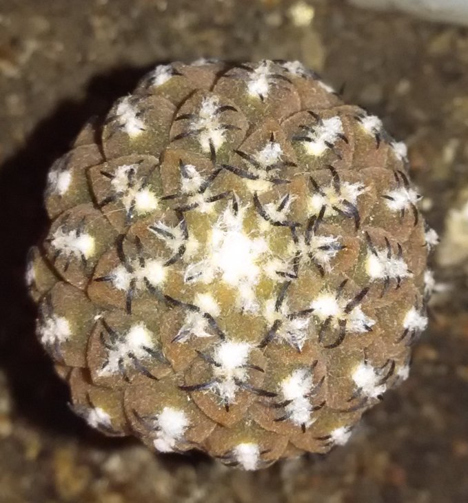 T.sp.AW 83.jpg
