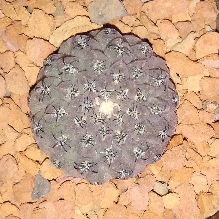 T.sp.PC 248.jpg