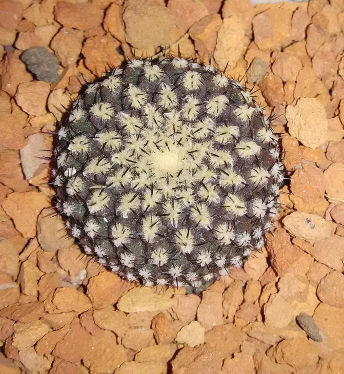 T.tenebrica JA 07.jpg