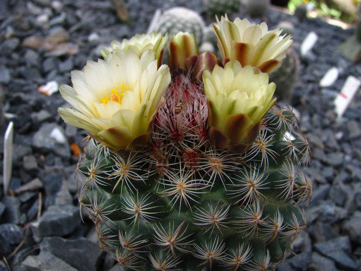 Pediocactus simpsonii RP 101