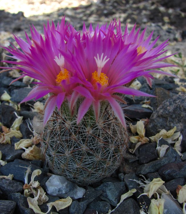 Escobaria vivipara var. arizonica SB 1731