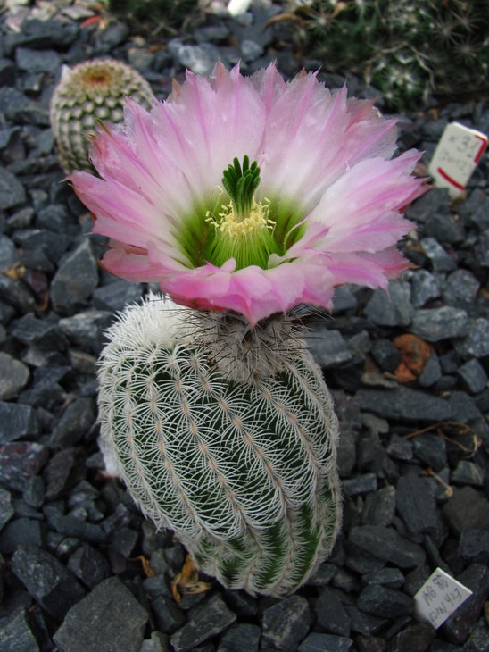 Echinocereus reichenbachii SB 941