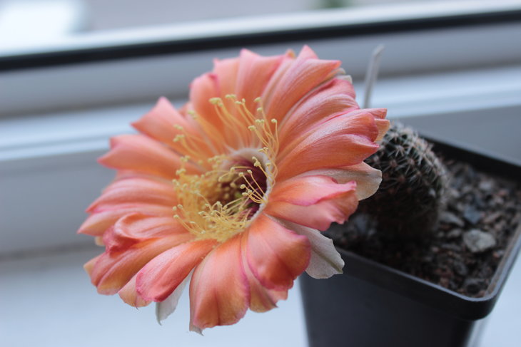 Lobivia amblayensis