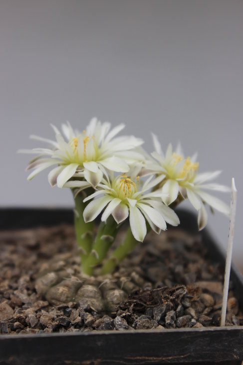 Gymnocalycium ragonesei