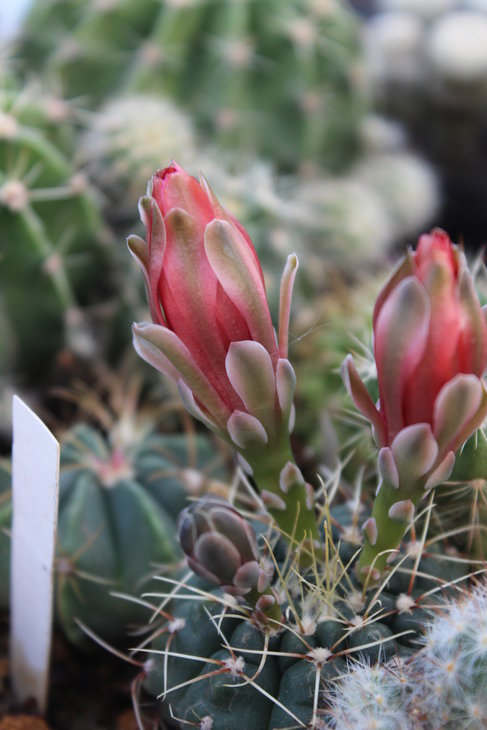 Gymnocalycium baldianum