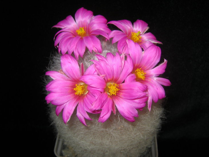 Krainzia guelzowiana