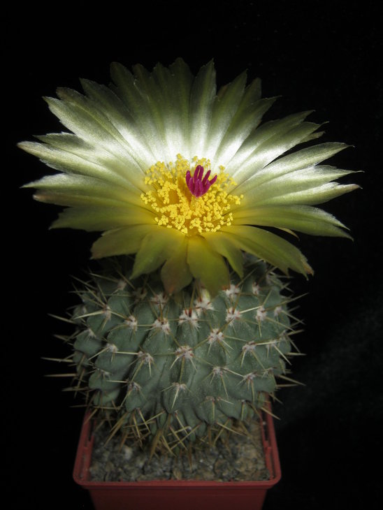 Notocactus buiningii