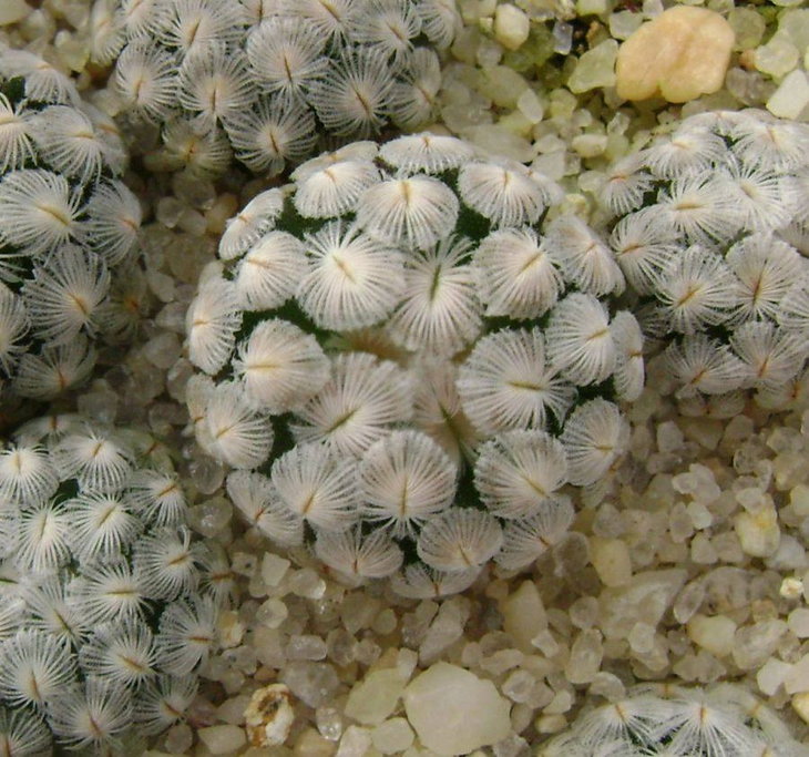 Mammillaria sanchez-mejoradae.jpg