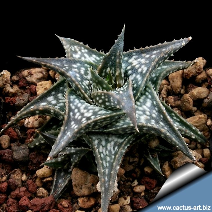 Aloe descoingsii (фото cactus-art.biz)