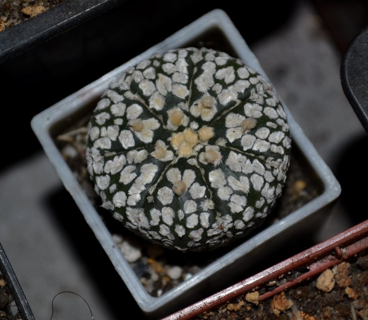 A. asterias Super Kabuto