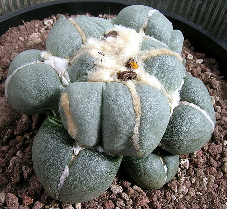 Ariocarpus Cv Maruibo.jpg