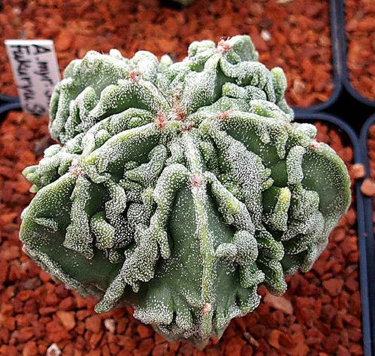 A. myr. Big Fukuryu Rampow grafted.jpg