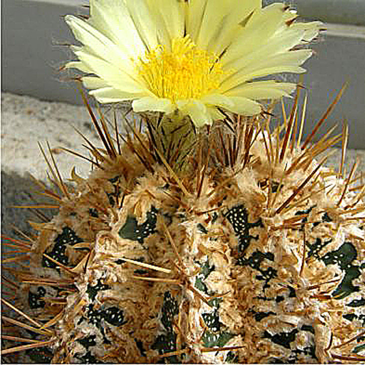 A. ornarum Hannya JAPAN.jpg