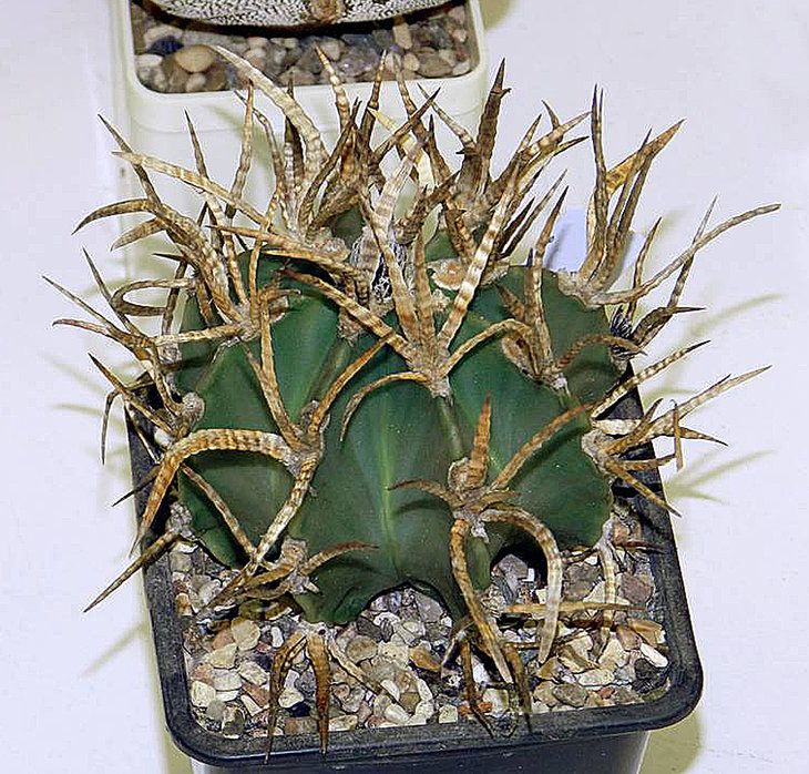 Astrophytum capricorne SUIGYU TAIHOGYOKU buffalo spine.jpg