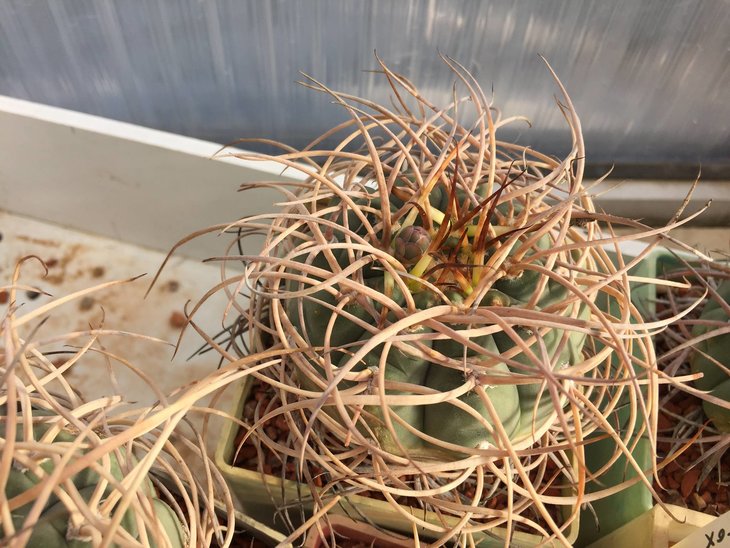 Gymnocalycium Cardenasianum 4 года на кирпиче