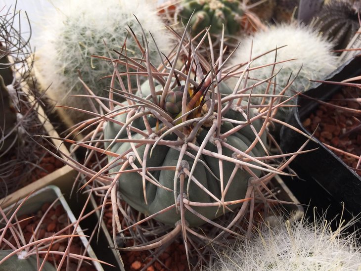 Gymnocalycium Cardenasianum 8 лет на кирпиче