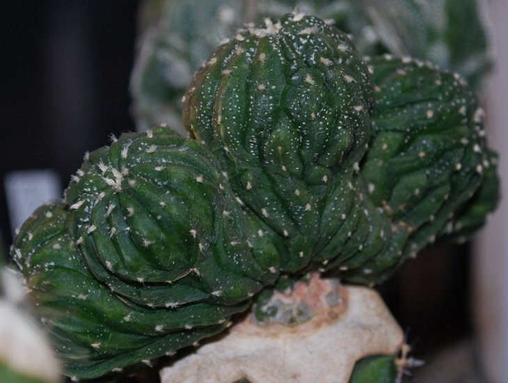 DSC_4653 AS cv. Line Areoles crist.-monstr..jpg