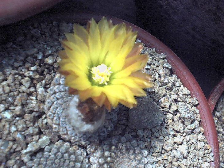 Neoporteria Odieri.jpg