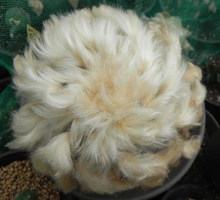 Lophophora williamsii