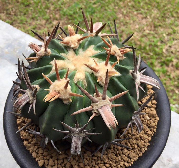 Homalocephala texensis