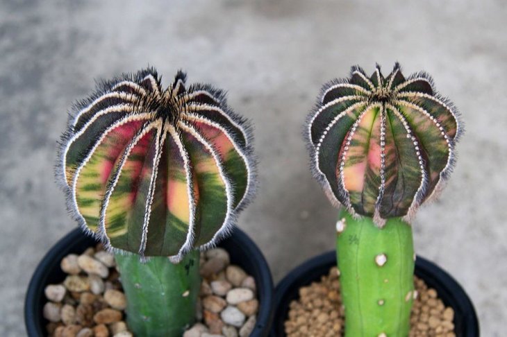 Uebelmannia pectinifera f. variegata