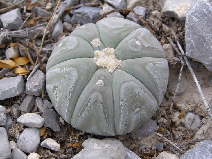 Echinocactus horizonthalonius VZD 293 Rancho La Campana, Coah. (1).jpg
