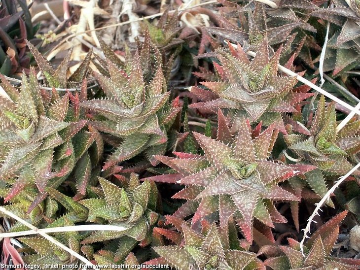Aloe-concinna2-Regev-Israel - копия.jpg