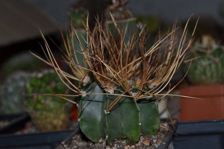DSC_0066.jpg