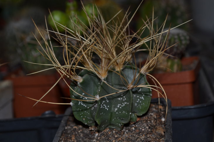 DSC_0063.jpg