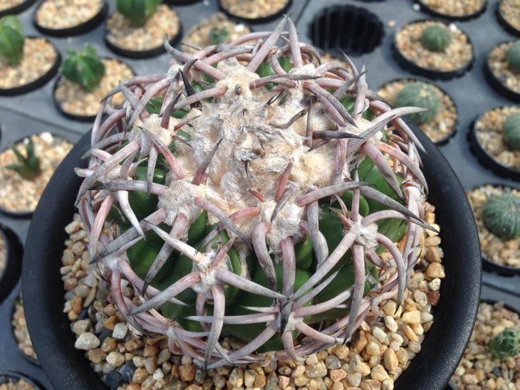 Discocactus