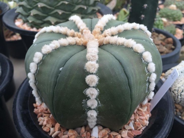 Astrophytum asterias