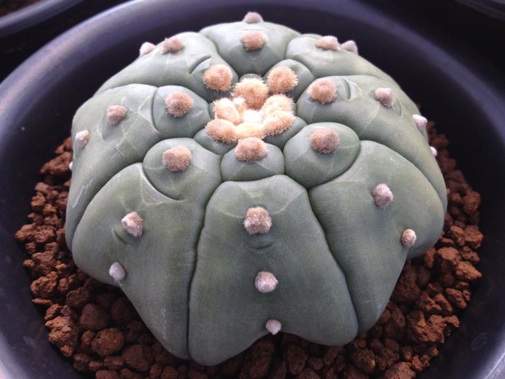 Astrophytum asterias