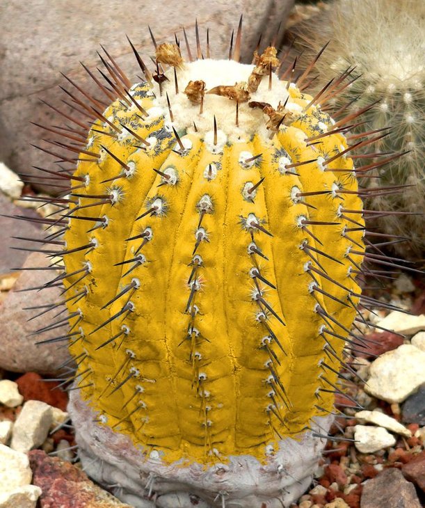 Copiapoa cinerea