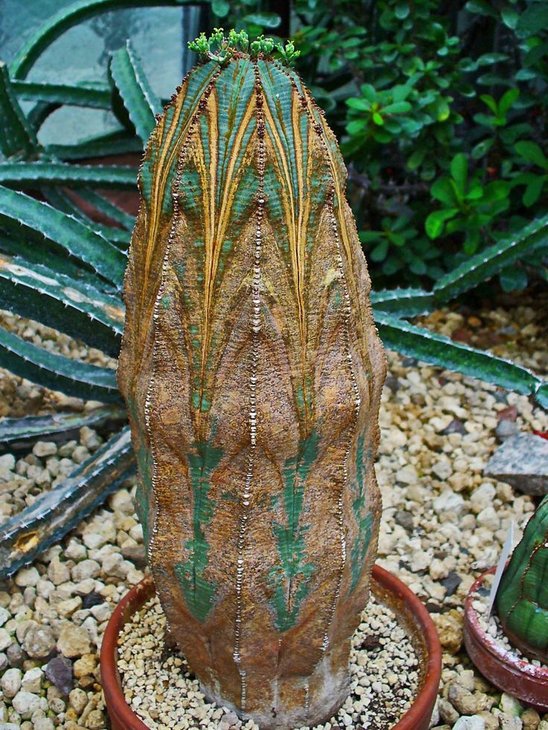 Euphorbia obesa