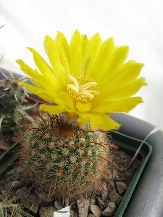 Parodia aureispina
