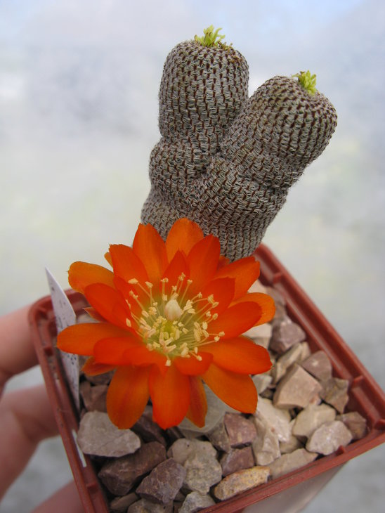 Rebutia heliosa