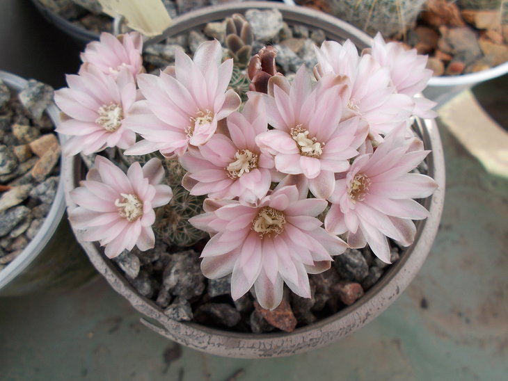 Gymnocalycium bruchii