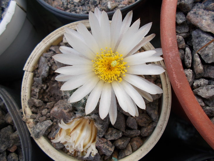 Echinocereus pulchellus v. sharpii