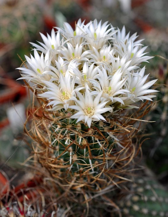 Toumeya papyracantha