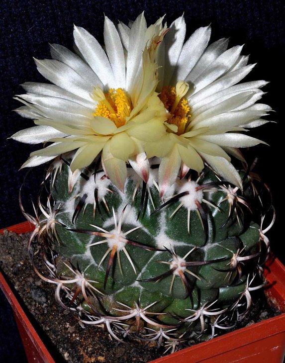 Coryphantha tripugionacantha