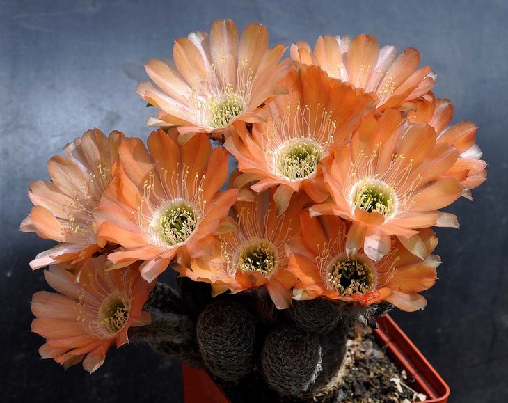 Lobivia rebutioides
