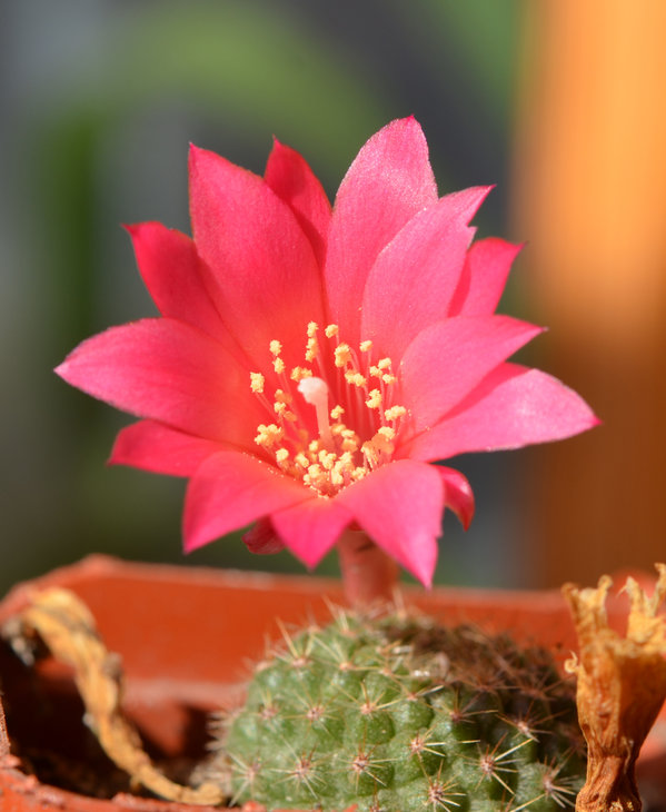 Rebutia violaciflora