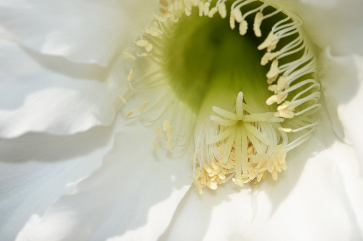 Echinopsis sp