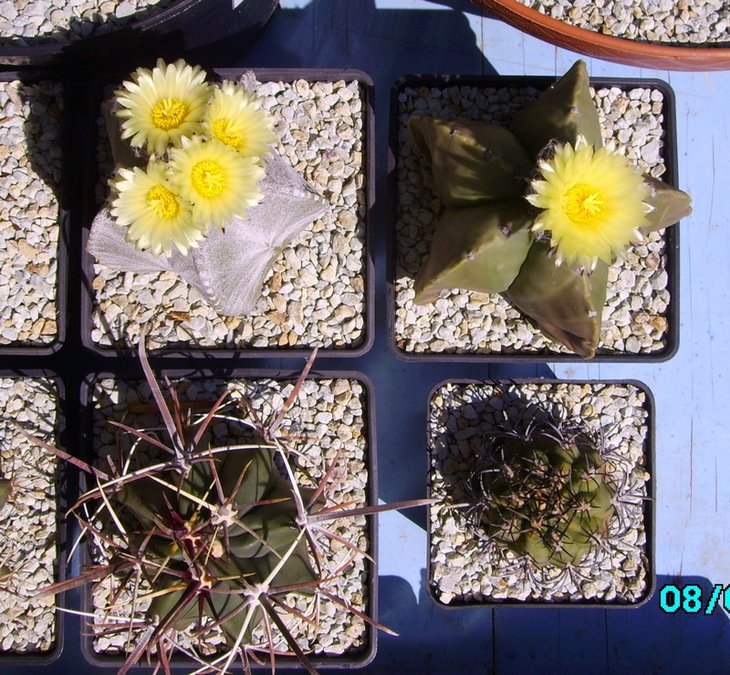 Astrophytum myriostigma potosinum nudum (11).JPG