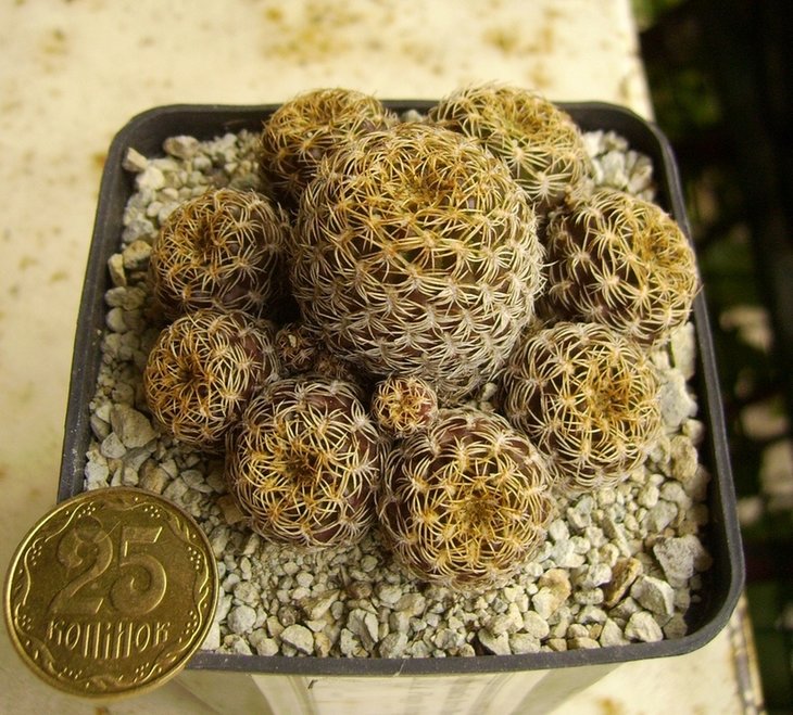 Sulcorebutia breviflora