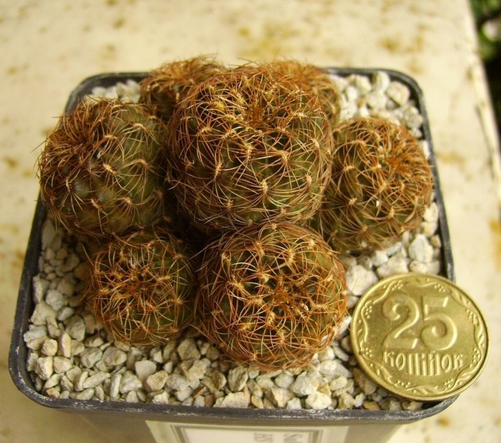 Sulcorebutia steinbachii, HS 89