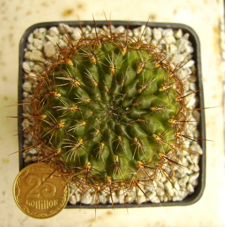 Sulcorebutia tiraquensis, JO 676