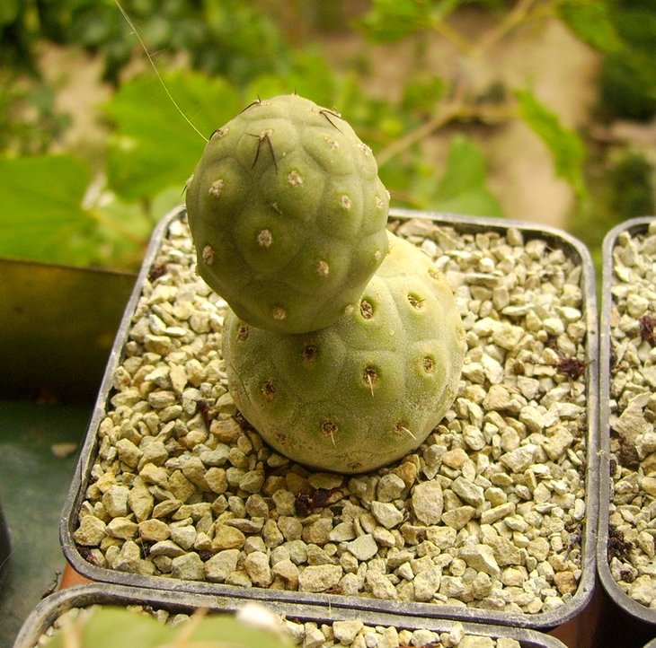 Tephrocactus geometricus