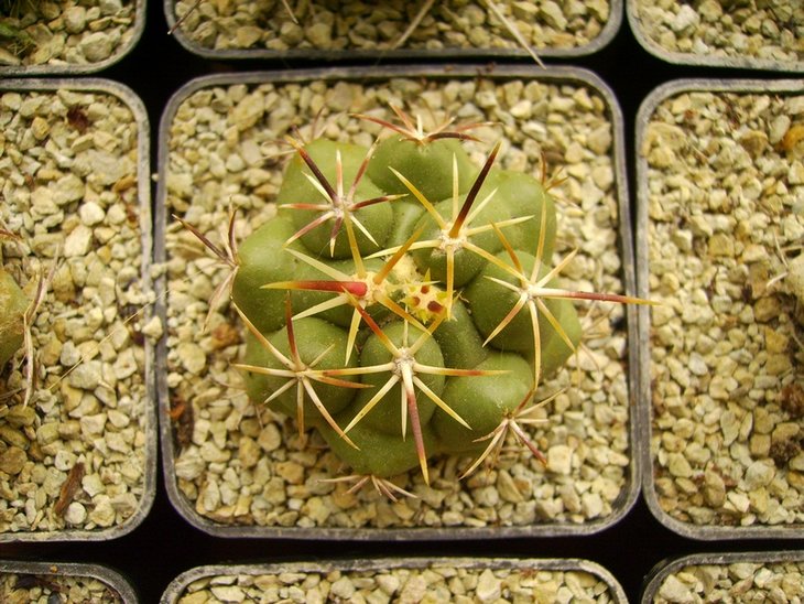Thelocactus heterochromus