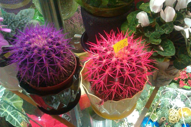 IMAG0218.jpg